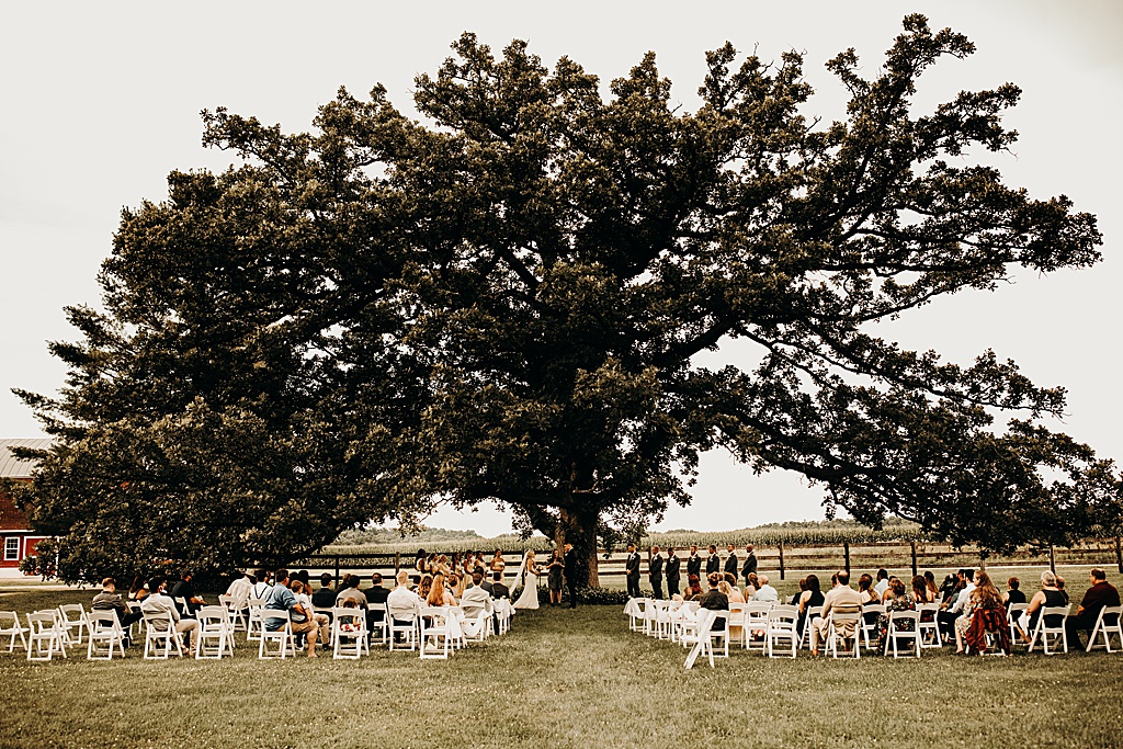 outdoor wedding under giant tree